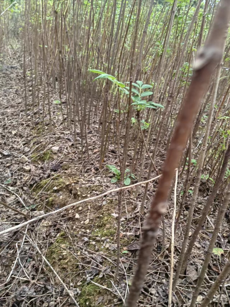 黄柏苗