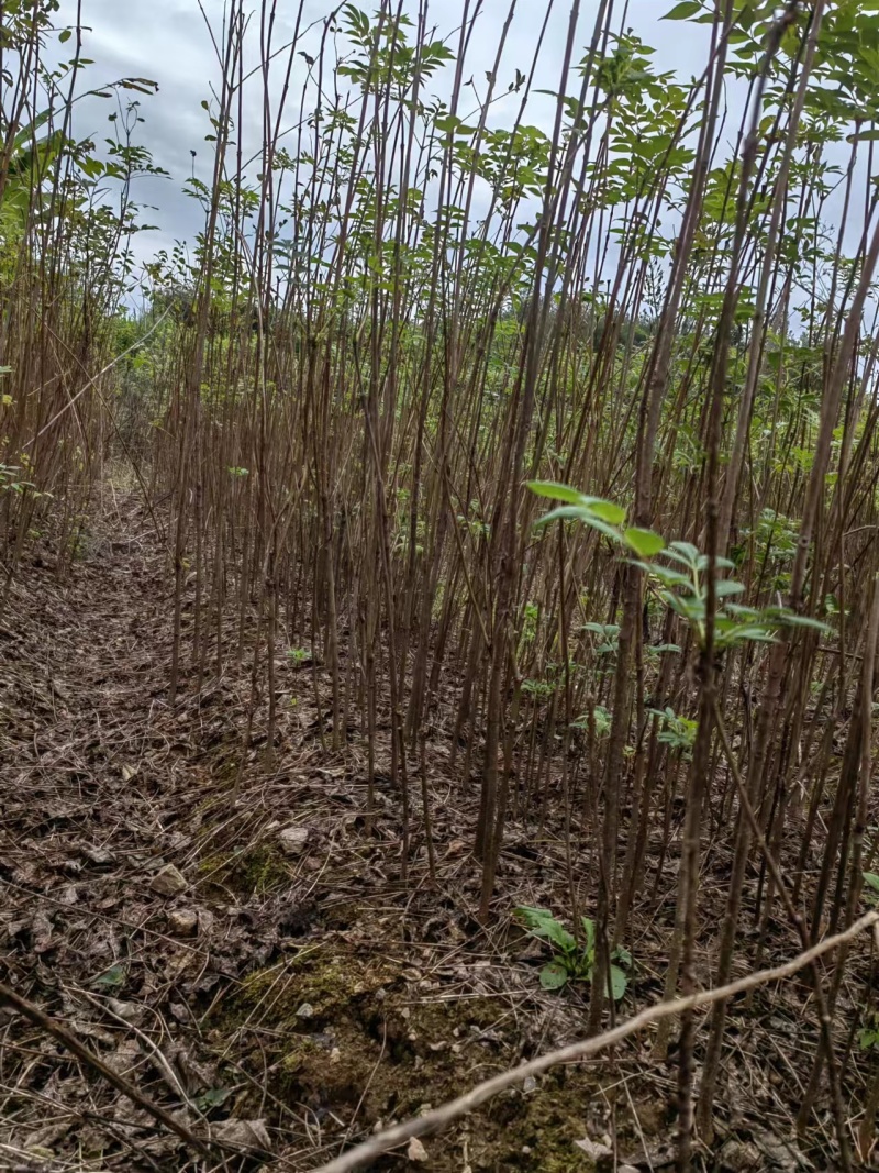 黄柏苗
