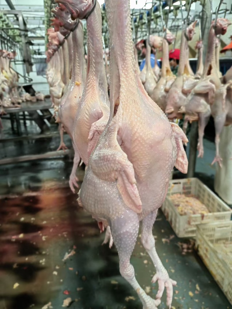 农优黑腿大管公鸡，支持视频看货，可发往全国市场