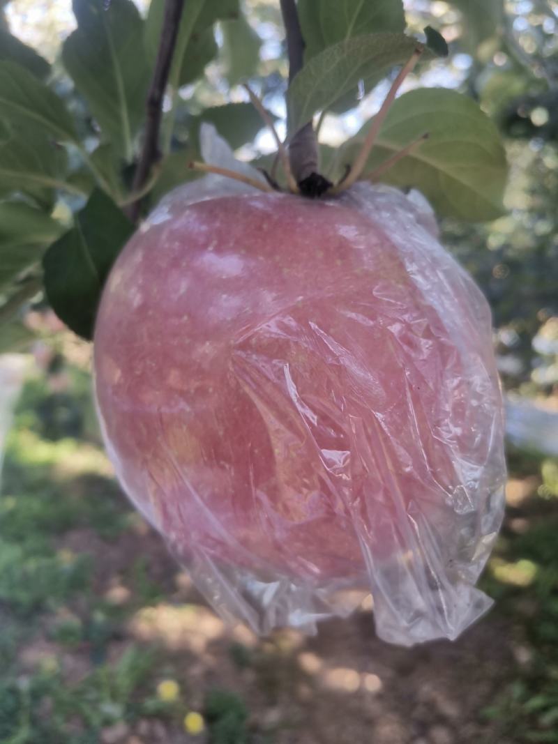 山西省运城市万荣县纸加膜开始大量上市