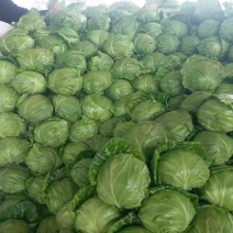 中甘甘蓝全绿净菜量大从优基地直发