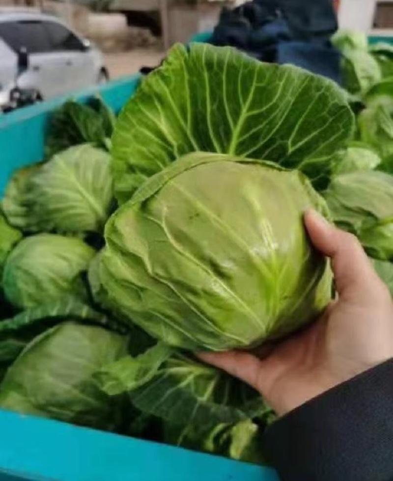 无虫眼无黑点个头匀称全绿中甘散装袋装各种包装代发全国