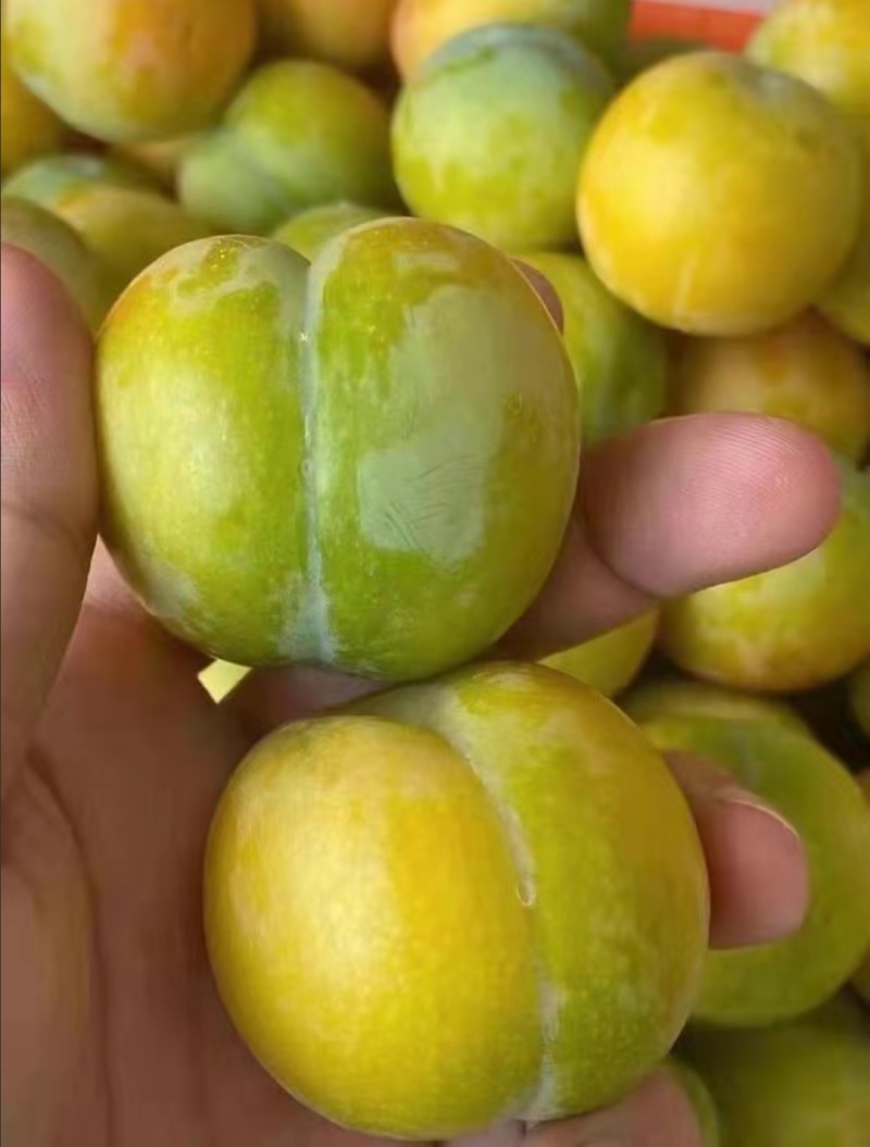 蜂糖李子苗蜂糖李树苗蜂糖李苗批发保证品种假一赔万