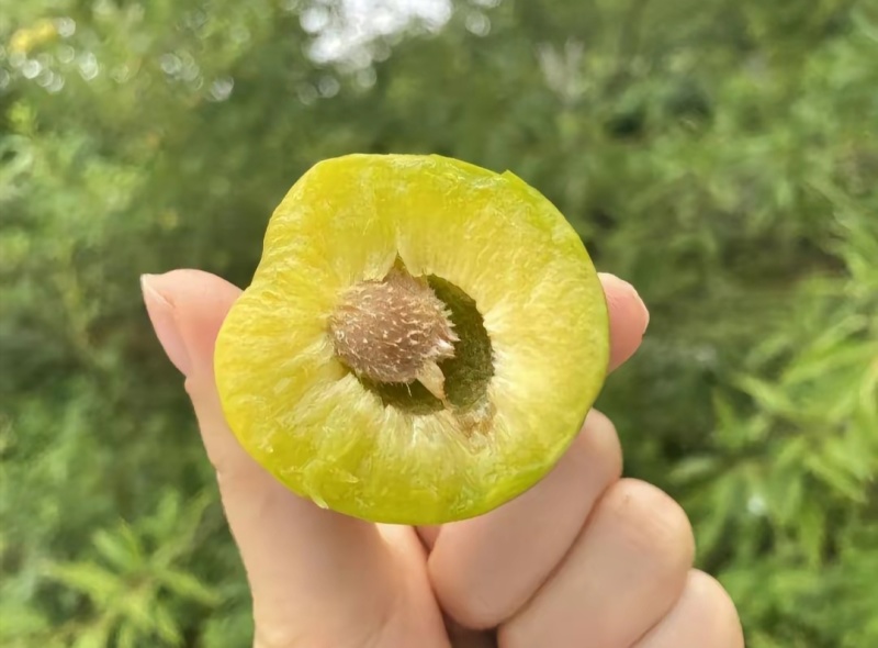 蜂糖李子苗蜂糖李树苗蜂糖李苗批发保证品种假一赔万
