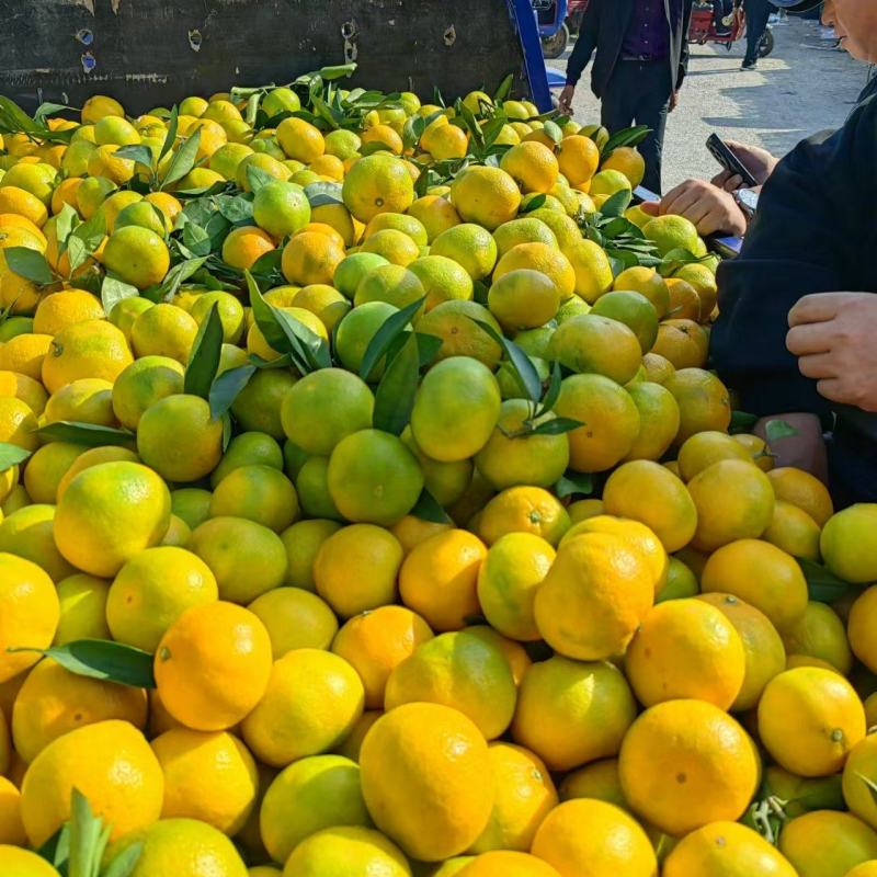 湖北蜜橘湖北蜜橘欢迎各地客商联系一手货源量大从优现摘现发