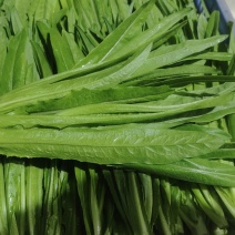 周口西华油麦菜新鲜油麦菜产地直发价格低品质好电话咨询