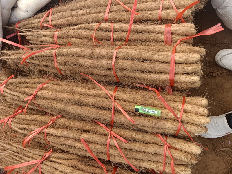 河北临漳铁棍山药，产地直发，代发全国！！