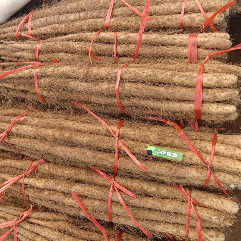 河北临漳铁棍山药，产地直发，代发全国！！