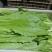 周口西华油麦菜新鲜油麦菜产地直发价格低品质好电话咨询