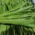 周口西华油麦菜新鲜油麦菜产地直发价格低品质好电话咨询