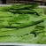 周口西华油麦菜新鲜油麦菜产地直发价格低品质好电话咨询