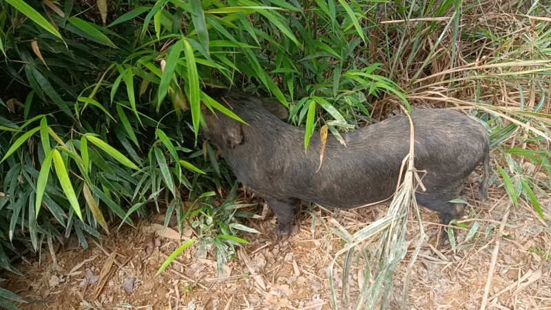大山深处放养的黑猪