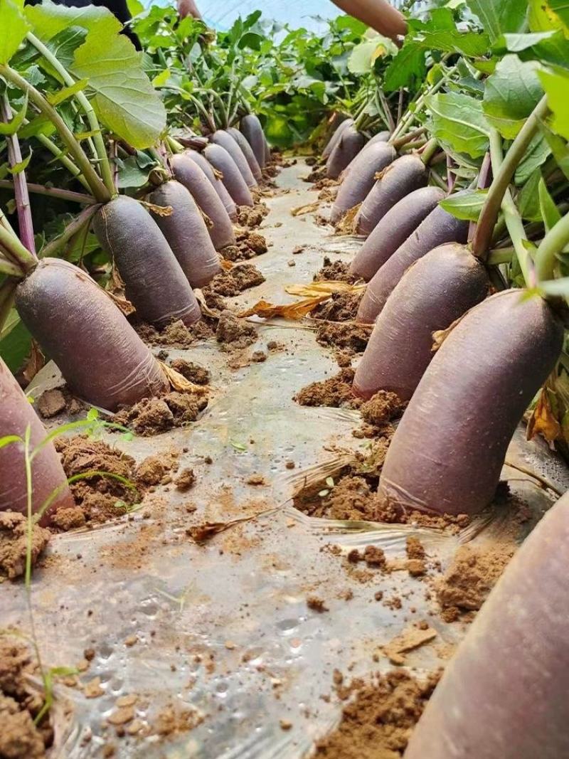 双色冰淇淋萝卜种子甜脆生吃水果紫心萝卜种子春秋种植
