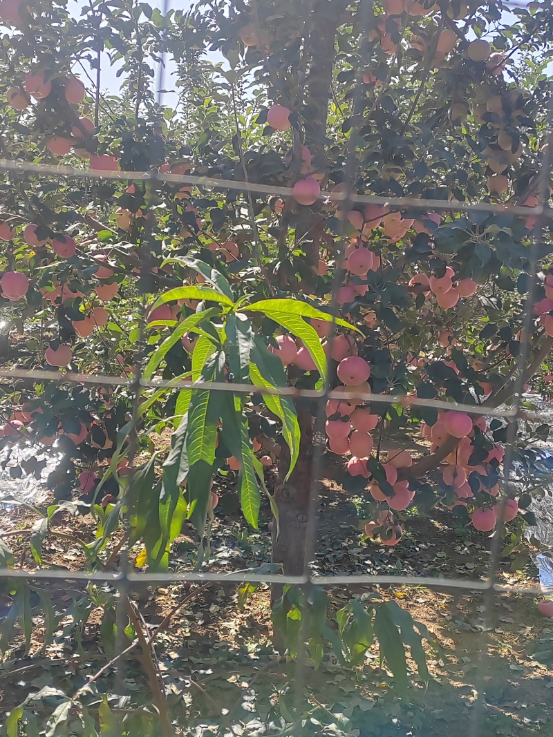 2024红富士苹果熟了