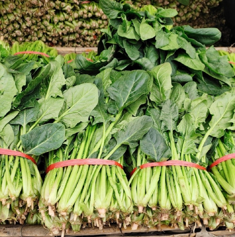 河南周口西华大棚菠菜大叶菠菜新鲜菠菜产地直供品质好