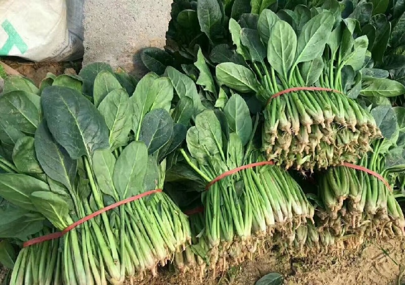 河南周口西华大棚菠菜大叶菠菜新鲜菠菜产地直供品质好
