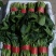 河南周口西华大棚菠菜大叶菠菜新鲜菠菜产地直供品质好