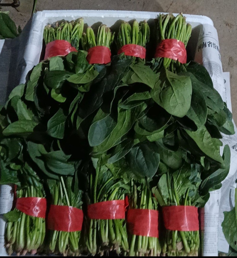 河南周口西华大棚菠菜大叶菠菜新鲜菠菜产地直供品质好