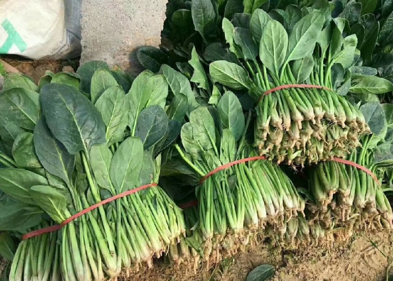 河南周口西华大棚菠菜大叶菠菜新鲜菠菜产地直供品质好