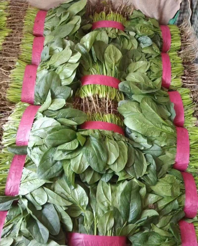 河南周口西华大棚菠菜大叶菠菜新鲜菠菜产地直供品质好