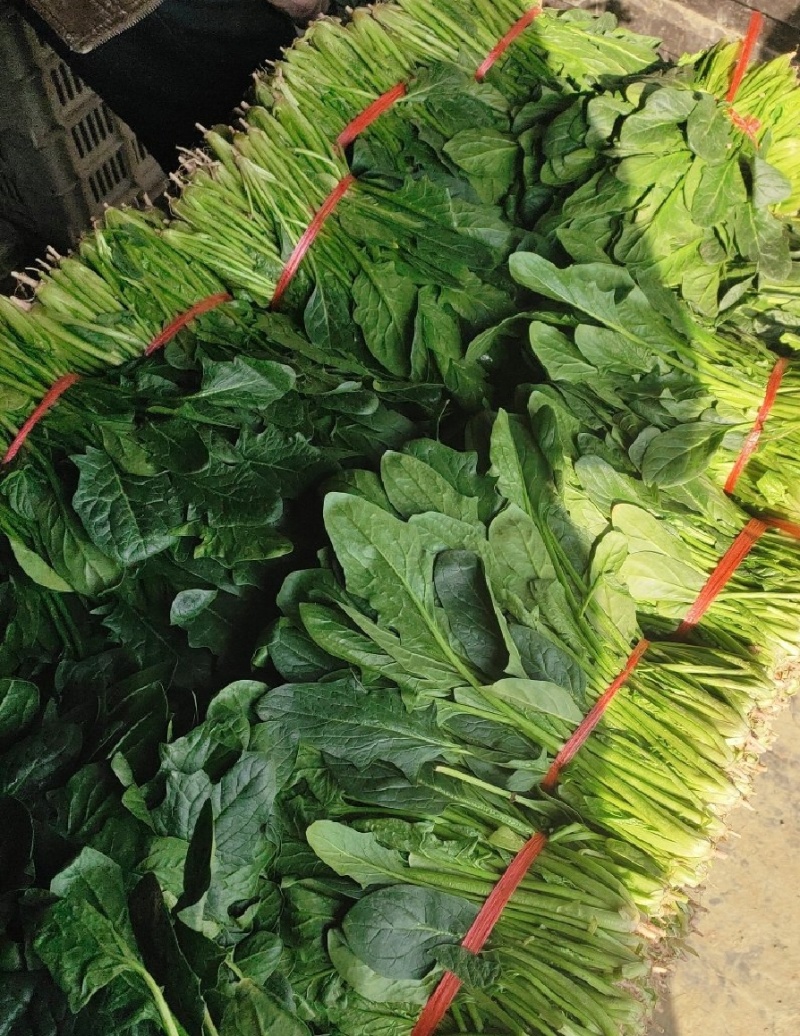 河南周口西华大棚菠菜大叶菠菜新鲜菠菜产地直供品质好