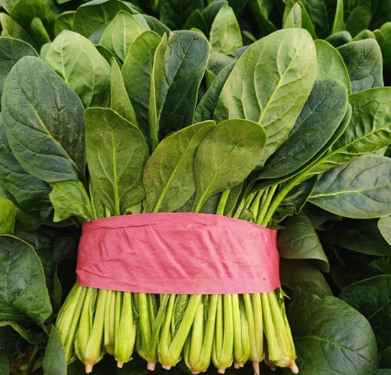 河南周口西华大棚菠菜大叶菠菜新鲜菠菜产地直供品质好