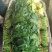 河南周口西华大棚菠菜大叶菠菜新鲜菠菜产地直供品质好