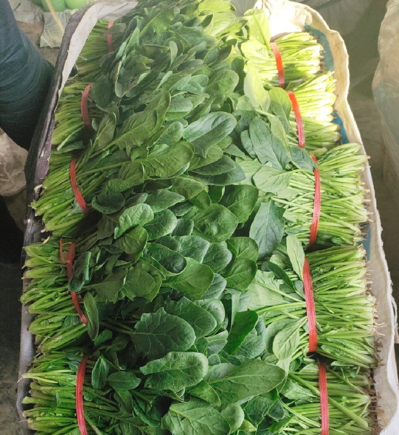 河南周口西华大棚菠菜大叶菠菜新鲜菠菜产地直供品质好
