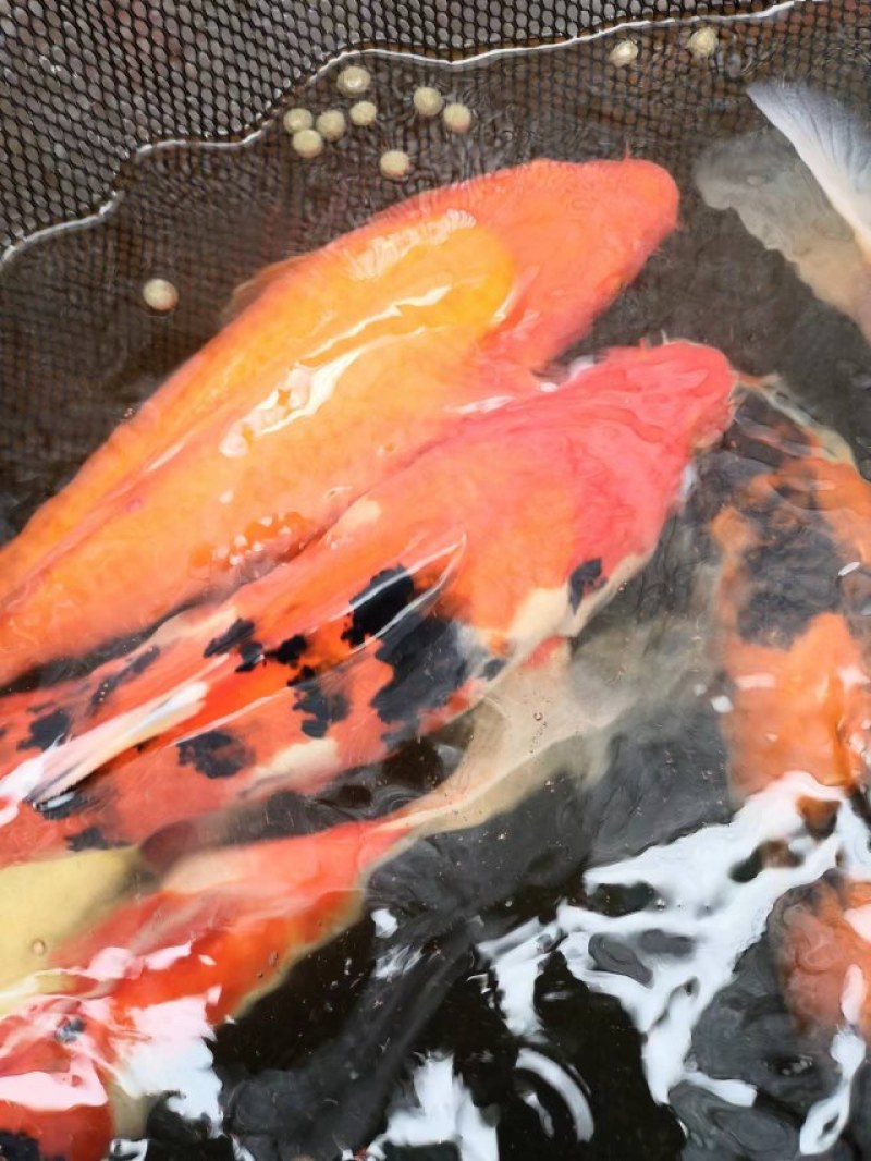 锦鲤观赏鱼，家居水池，鱼塘园林均可养殖。