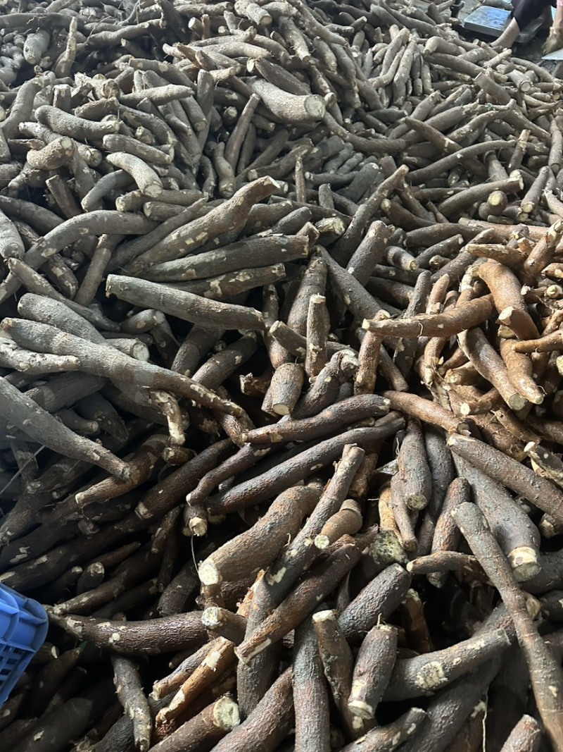 黄肉木薯，大量现货，当天新鲜挖，