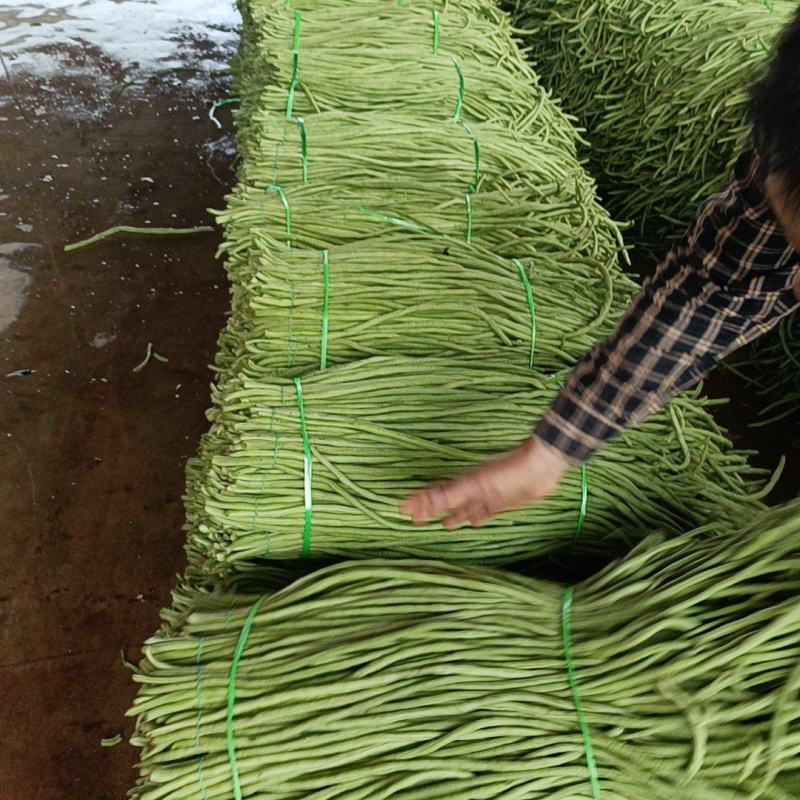 豆角广东湛江豆角产地直发品质高价格低对接全国市场