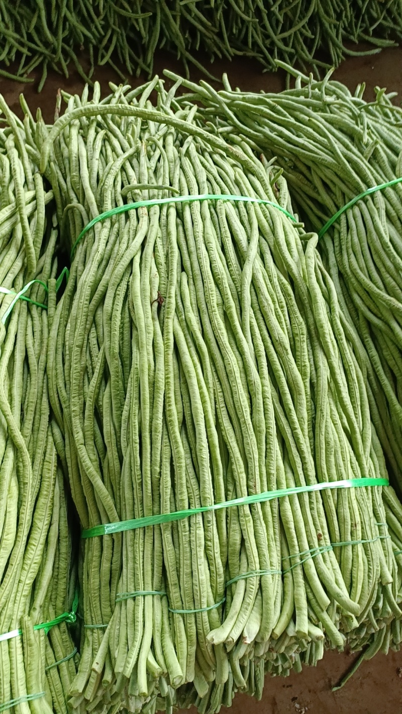 豆角广东湛江豆角产地直发品质高价格低对接全国市场