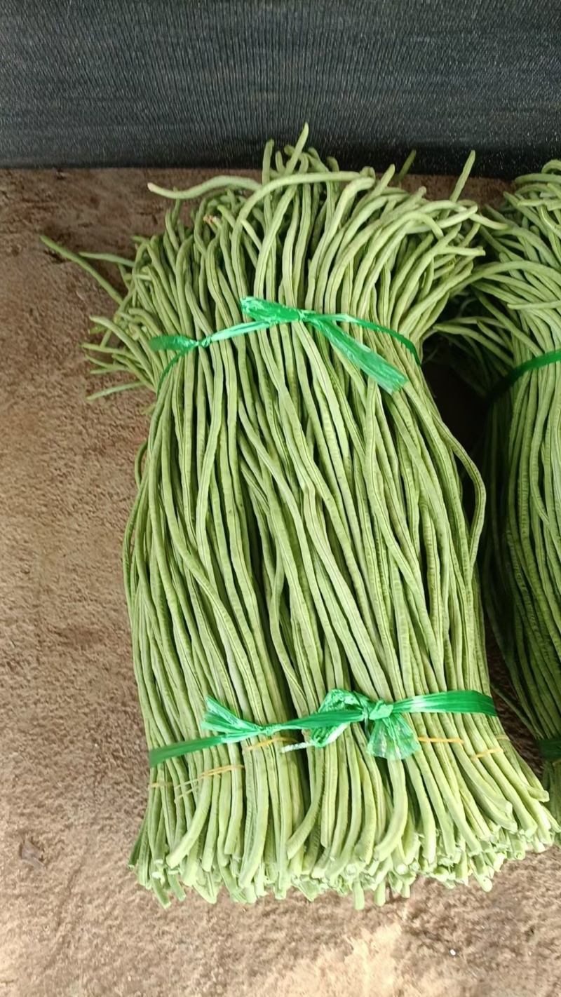 豆角广东湛江豆角产地直发品质高价格低对接全国市场