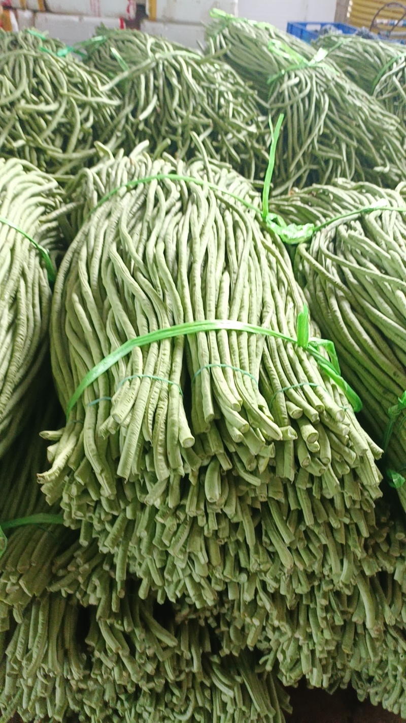 豆角广东湛江豆角产地直发品质高价格低对接全国市场