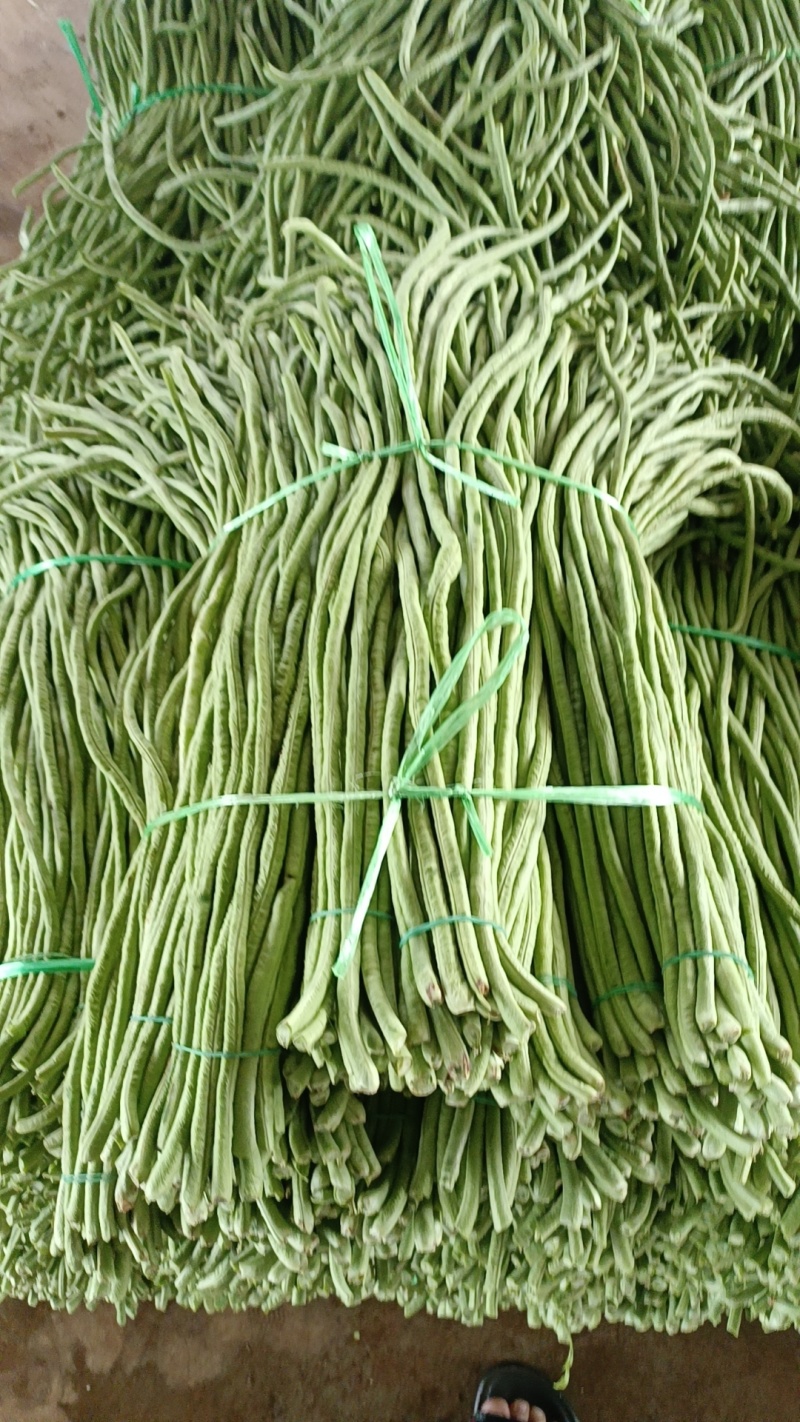 豆角广东湛江豆角产地直发品质高价格低对接全国市场