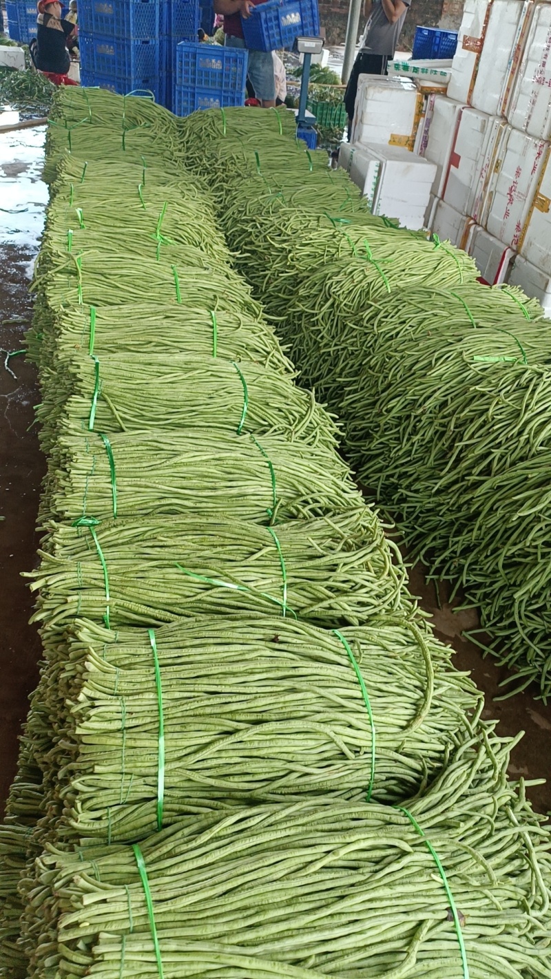 豆角广东湛江豆角产地直发品质高价格低对接全国市场