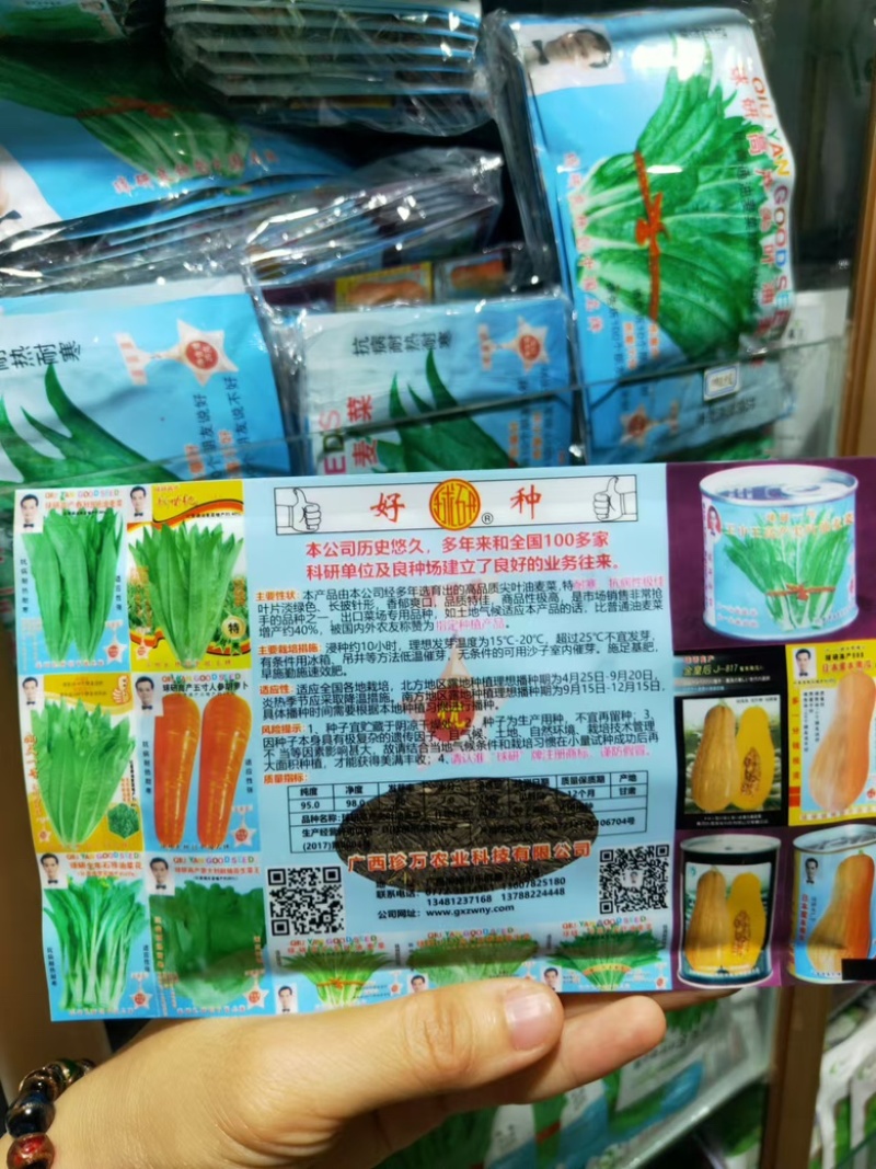 球研尖叶油麦菜种子耐寒农庄种植香油麦菜四季播种
