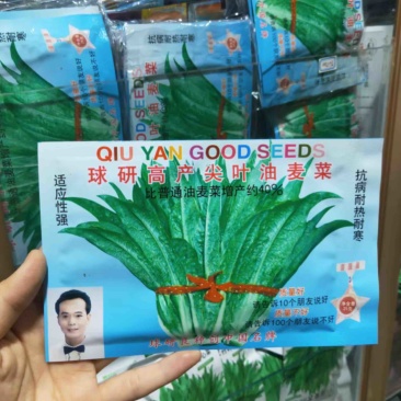 球研尖叶油麦菜种子耐寒农庄种植香油麦菜四季播种