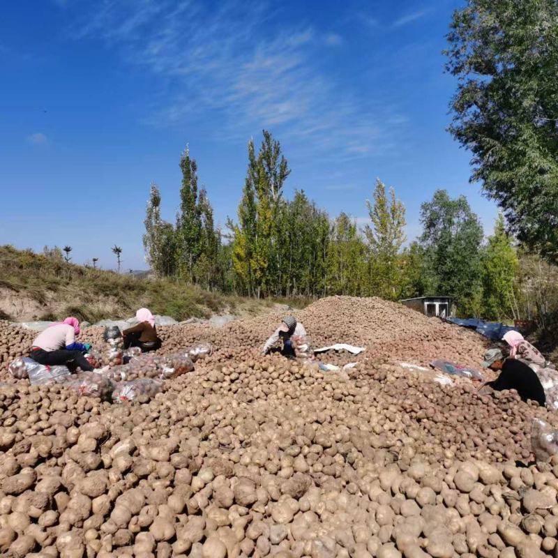 青薯9号土豆宁夏土豆大量供应中产地直发品质保障