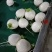 3000吨圆白萝卜大量出货基地直销一手货源泥巴货