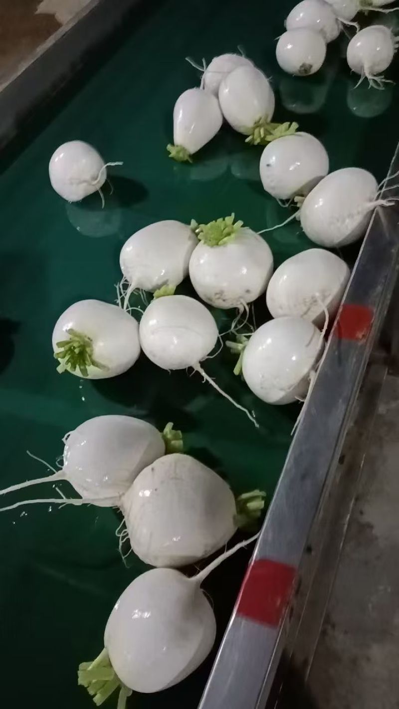 3000吨圆白萝卜大量出货基地直销一手货源泥巴货