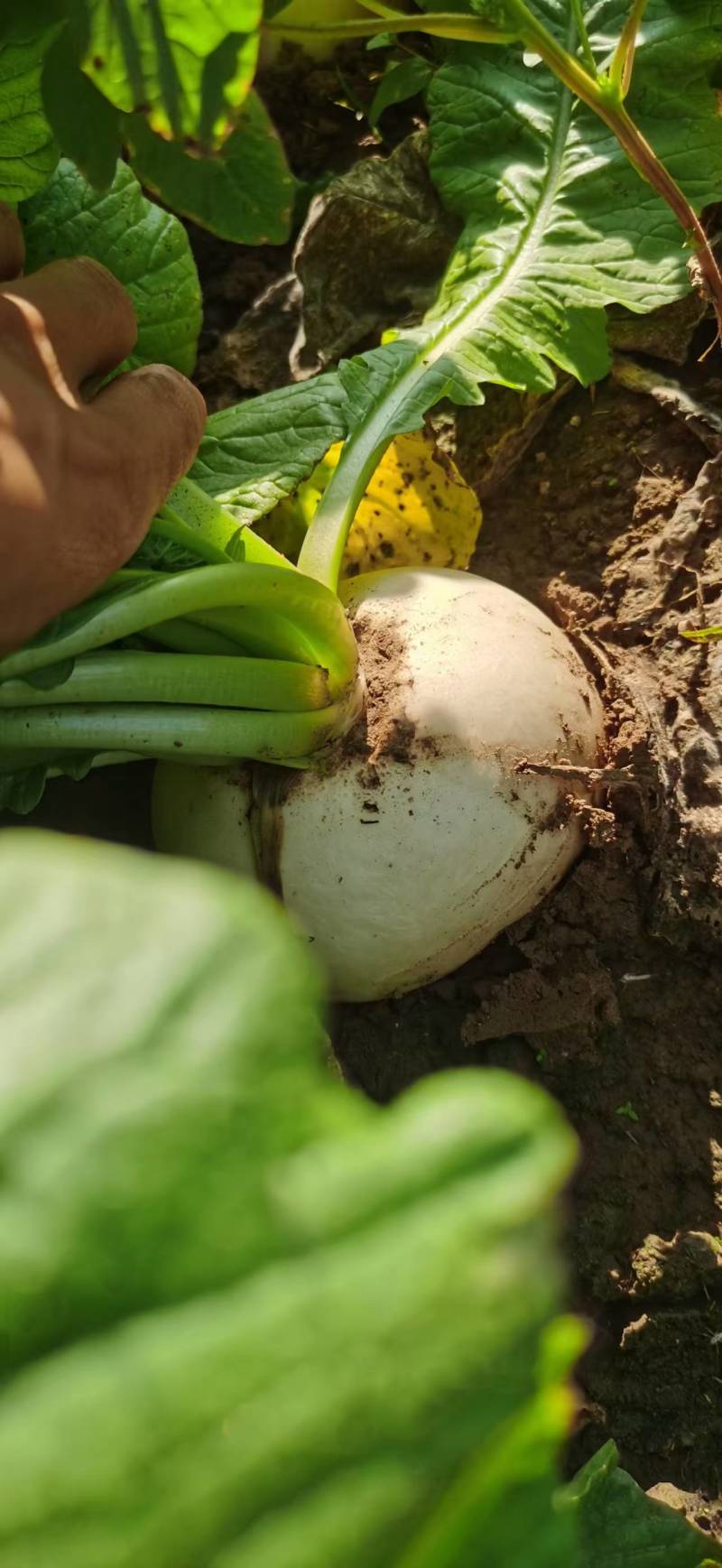 3000吨圆白萝卜大量出货基地直销一手货源泥巴货