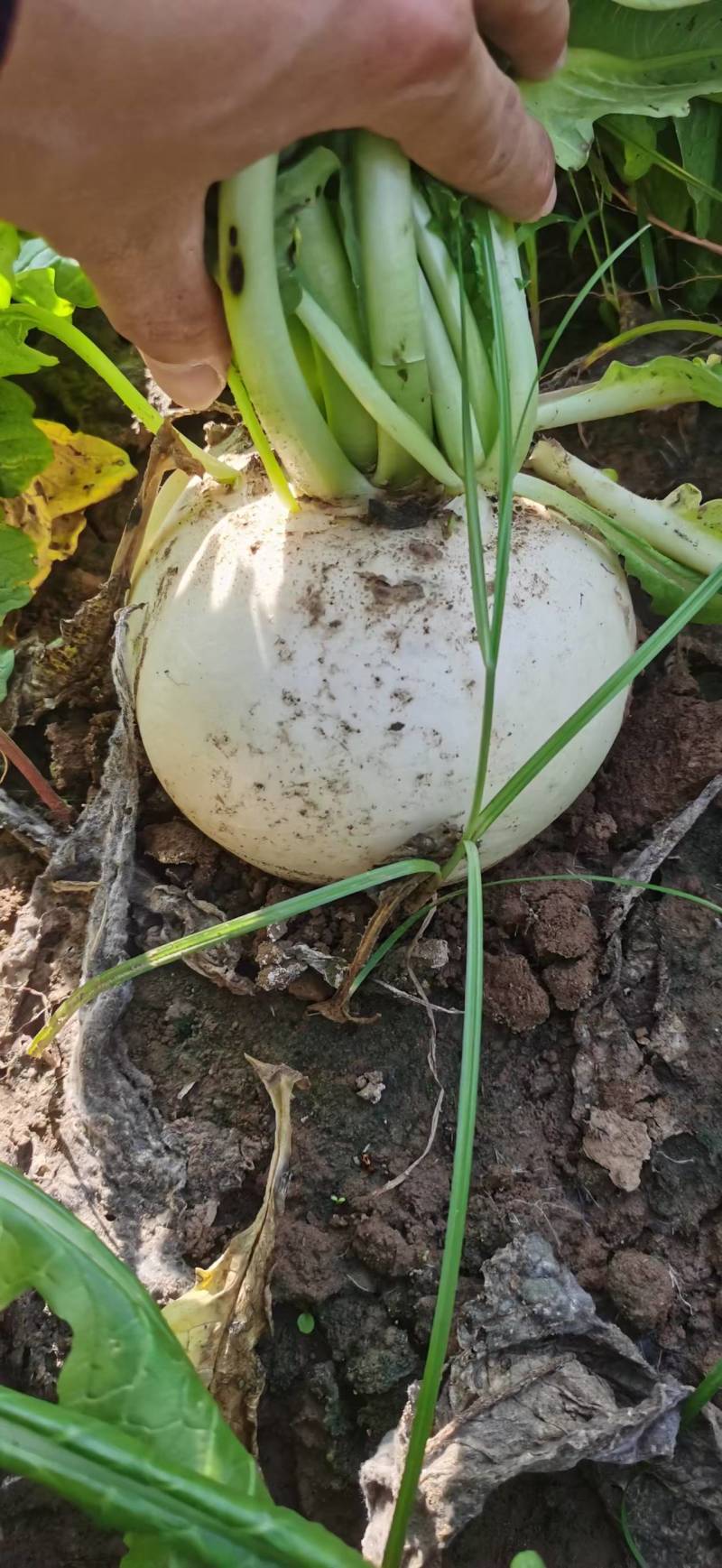 3000吨圆白萝卜大量出货基地直销一手货源泥巴货