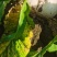 3000吨圆白萝卜大量出货基地直销一手货源泥巴货