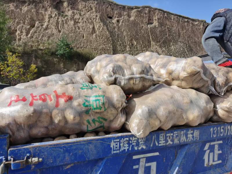 大量青薯9号，陇薯15号批发，按要求装袋！量大从优