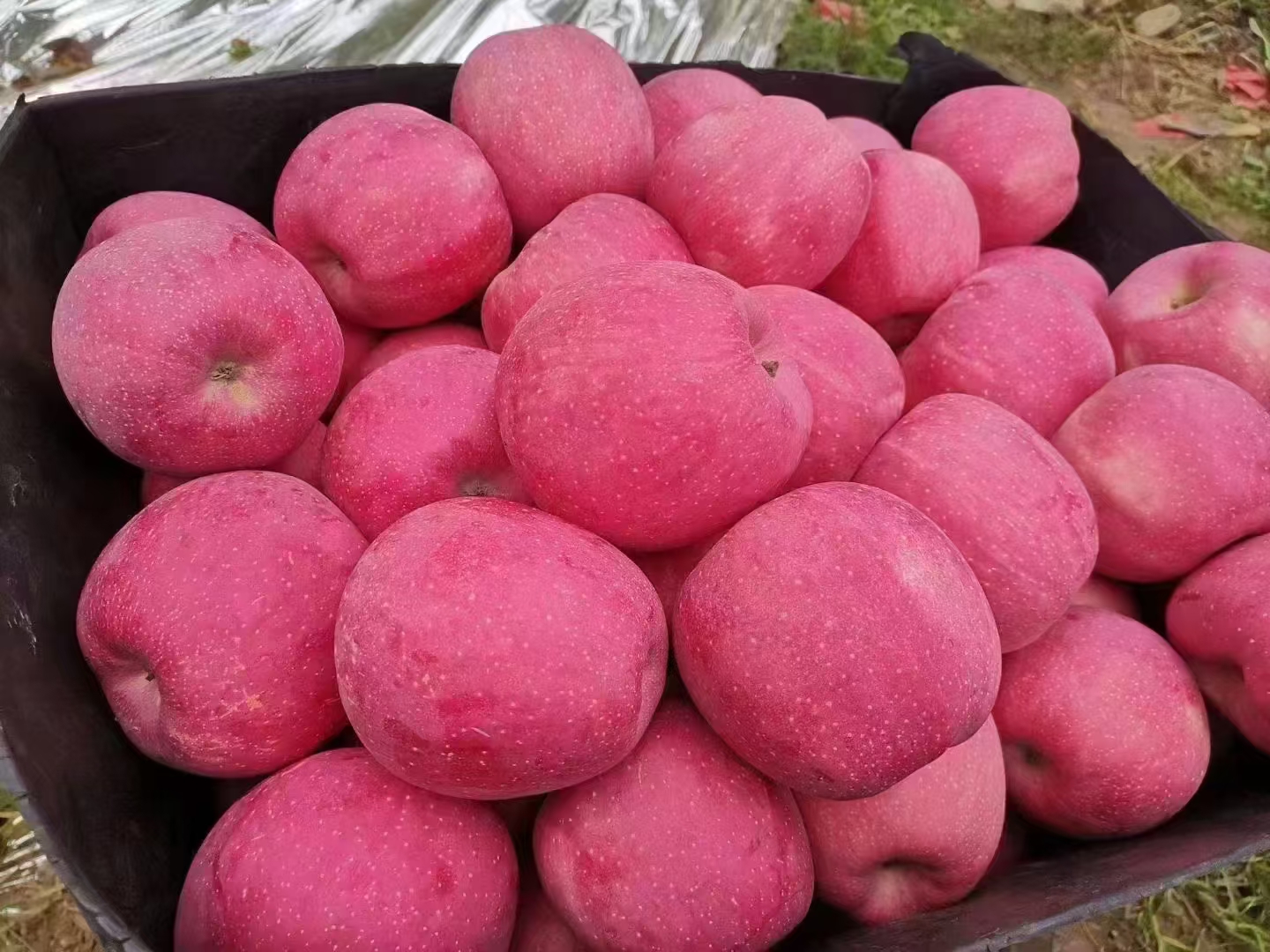 静宁红富士苹果果篮