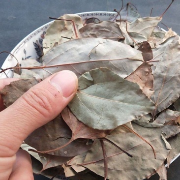 中药材樟树叶香樟叶樟木叶