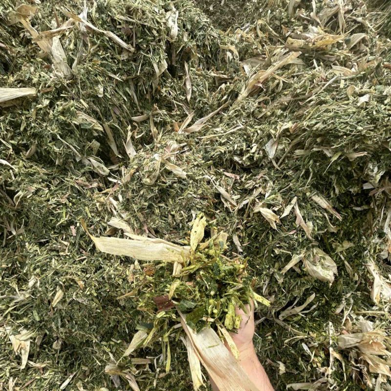 现割现卖的嫩绿黄储