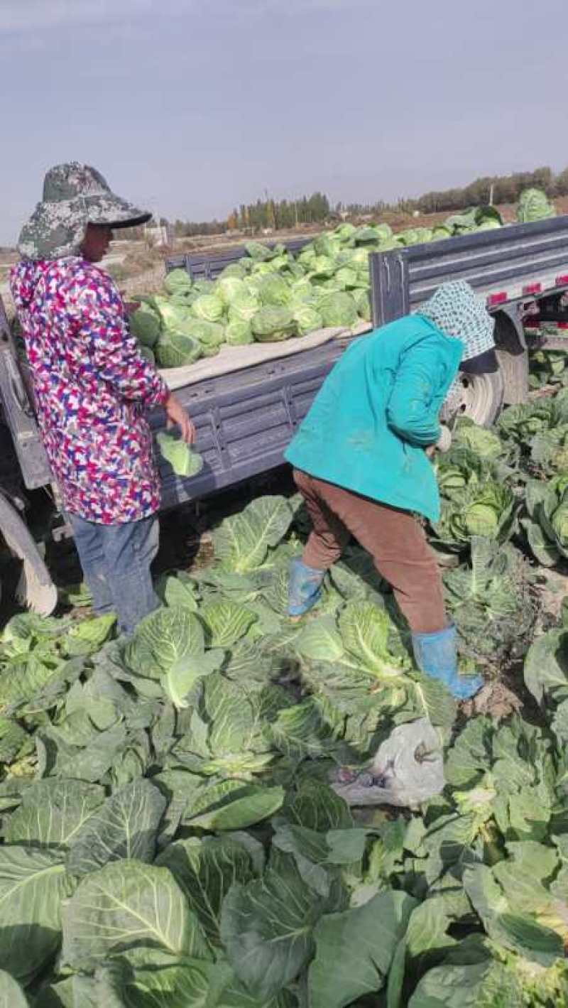 甘蓝大量上市，对接全国市场，保质保量，货源充足