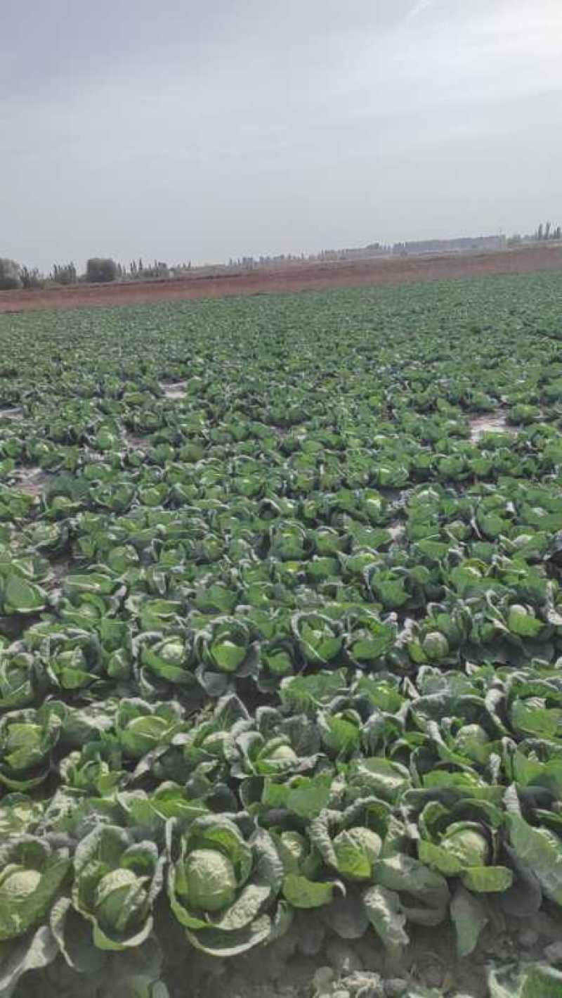 甘蓝大量上市，对接全国市场，保质保量，货源充足